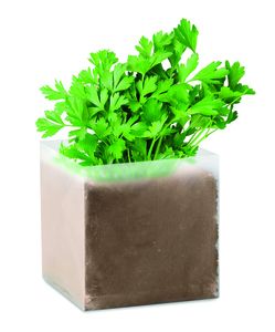 GiftRetail MO9547 - PARSELY Compost with seeds "PARSLEY" Beige